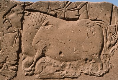 Bir ineği betimleyen kabartmanın detayı, II. Ramses (MÖ 1298-32) avlusu (kireçtaşı) by Egyptian 19th Dynasty