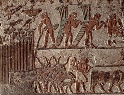 Papirüs ve bir grup inek hasadı, Eski Krallık (duvar resmi) by Egyptian 5th Dynasty