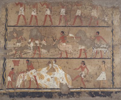 Sığır yetiştirme, katliam, adak ve kurban taşıyanlar, Iti ve Neferu Mezarı (duvar resmi) sahneleri by Egyptian 6th Dynasty