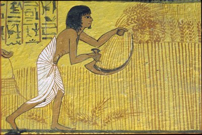 by Egyptian Egyptian