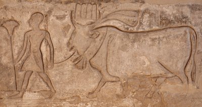  by Egyptian Egyptian