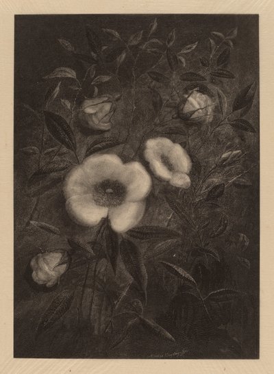 Yabani Güller by Elbridge Kingsley