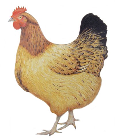 Tavuk, 2012 (kağıt üzerine suluboya ve kurşun kalem) by Eleanor Grafton