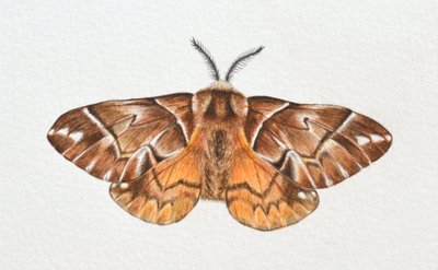 Kentish Glory Güvesi, 2023 by Eleanor Grafton