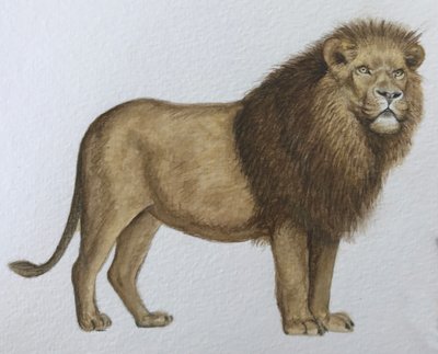 Aslan, 2019 (suluboya ve kurşun kalem) by Eleanor Grafton