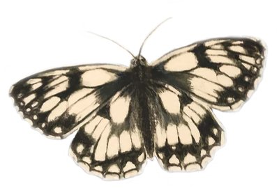 Mermer Beyaz Kelebek, 2019 (suluboya ve kurşun kalem) by Eleanor Grafton