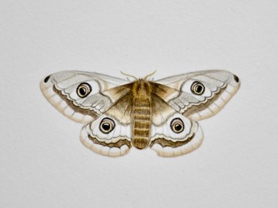 Güve, 2019 (suluboya ve kurşun kalem) by Eleanor Grafton