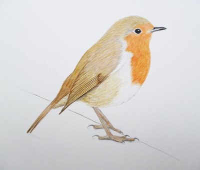 Robin, 2011 (suluboya ve kurşun kalem) by Eleanor Grafton