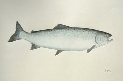 Somon, 2013 (suluboya ve kurşun kalem) by Eleanor Grafton