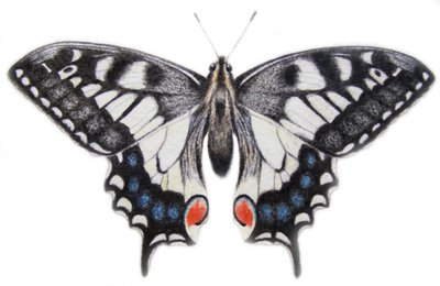 Kırlangıçkuyruk, 2012 (suluboya ve kurşun kalem) by Eleanor Grafton