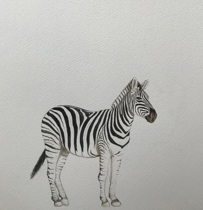 Zebra, 2018 (suluboya kalem ve boya) by Eleanor Grafton