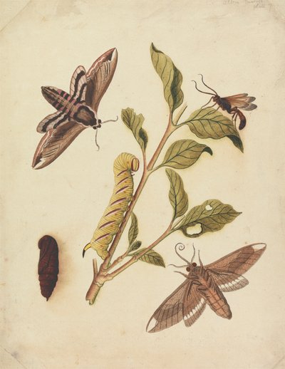 Privet Hawk Moths ve Callajoppa Exaltatoria by Eleazar Albin