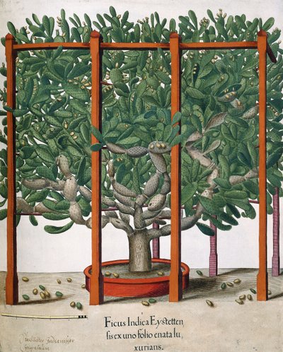Ficus Indica Eystetten fis ex uno Folio Enata lu Xurians, 1613 by Elias Gottleib Haussmann