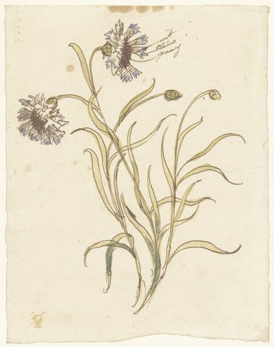 karanfiller by Elias van Nijmegen