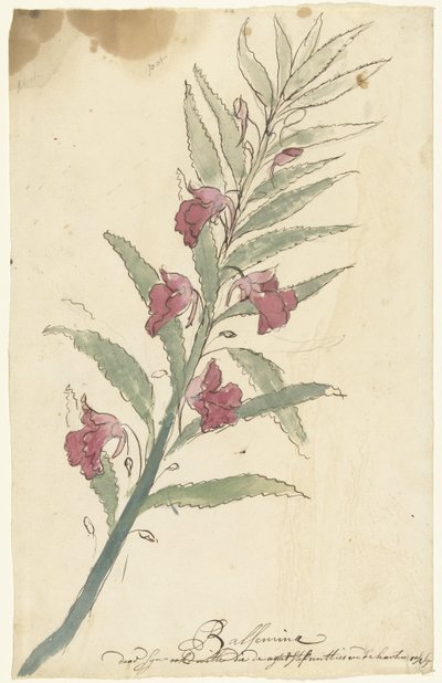 balzemi by Elias van Nijmegen