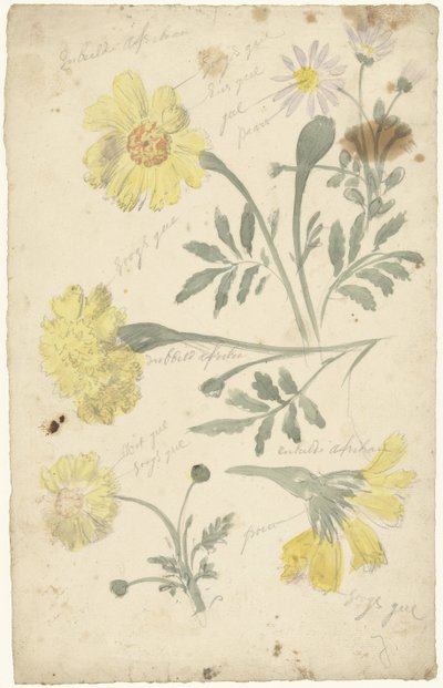 Marigoldların çiçek çalışmaları by Elias van Nijmegen