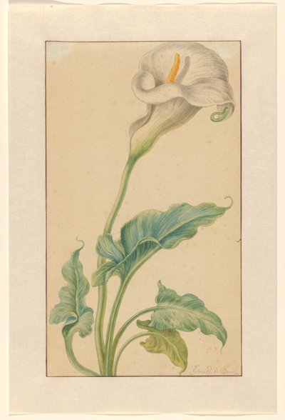 Beyaz arron sapı by Elias van den Broeck (signed by artist)