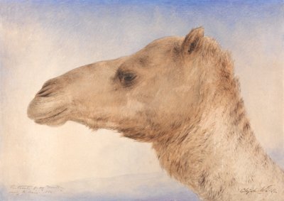 Sanatçının Dromedary'sinin Portresi by Elijah Walton