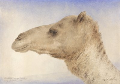 Sanatçıların Portresi Dromedary, 1862 (kağıt üzerinde grafit üzerinde wc) by Elijah Walton