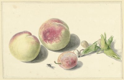 Şeftali, fındık, erik ve sinek by Elisabeth Geertruida van de Kasteele