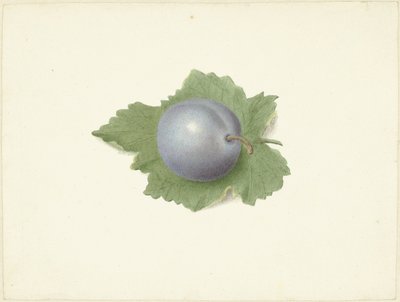 Bir yaprak üzerinde erik by Elisabeth Geertruida van de Kasteele