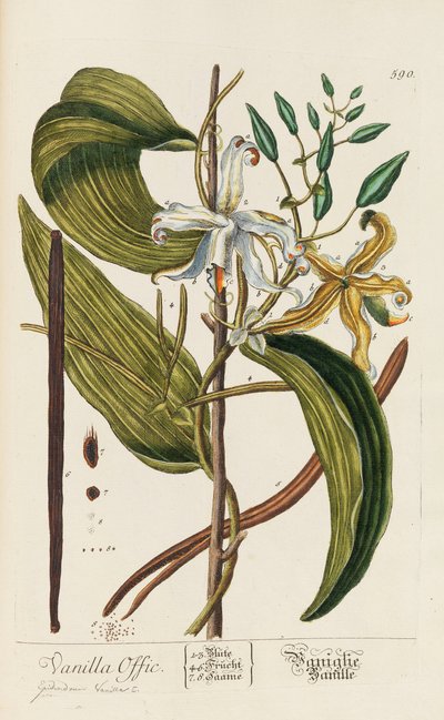Herbaryum Blackwellianum emendatum ve büyütme, 1754-1773 by Elizabeth Blachrie Blackwell