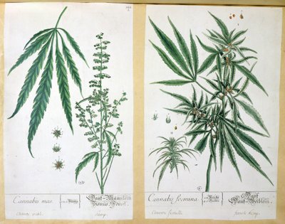 Cannabis mas and Cannabis foemina, 