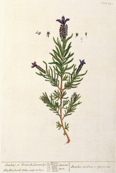 Fransız Lavanta, levha 241 