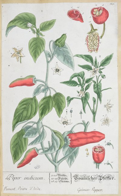 Guinea Pepper (Piper Indicum) plakası 129, 'A Curious Herbal'in Almanca baskısından, 1757'de yayınlandı by Elizabeth Blackwell
