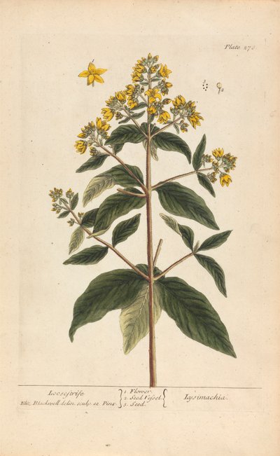 Lysimachia (Loosestrife), 'A Curious Herbal'dan Plate 278, cilt II, Londra, 1737 by Elizabeth Blackwell