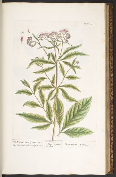 Levha 110, 