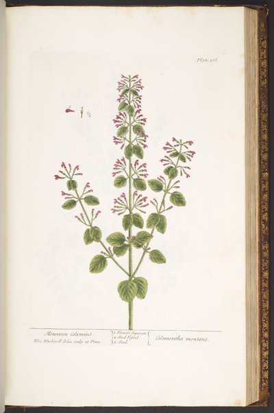 Levha 166, Mountain Calamint, 
