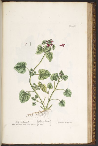 "Meraklı Bir Bitki"den 182 numaralı plaka by Elizabeth Blackwell