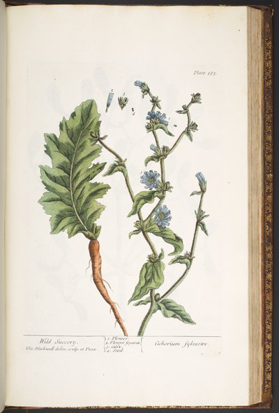 "Meraklı Bir Bitki"den 183 numaralı levha by Elizabeth Blackwell