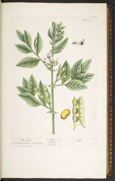 Tabak 19, Fasulye, 