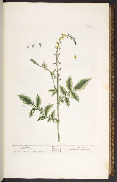Tabak 21, Agrimony, 