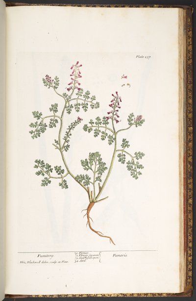 Plaka 237, Fumitory, 