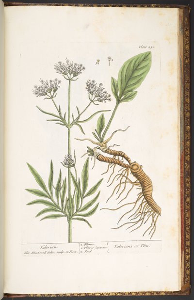 Plaka 250, Valerian, 