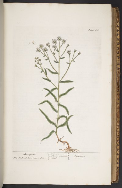 "Meraklı Bir Bitki"den 276 numaralı plaka by Elizabeth Blackwell