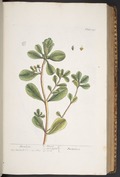 "Meraklı Bir Bitki"den 287 numaralı plaka by Elizabeth Blackwell
