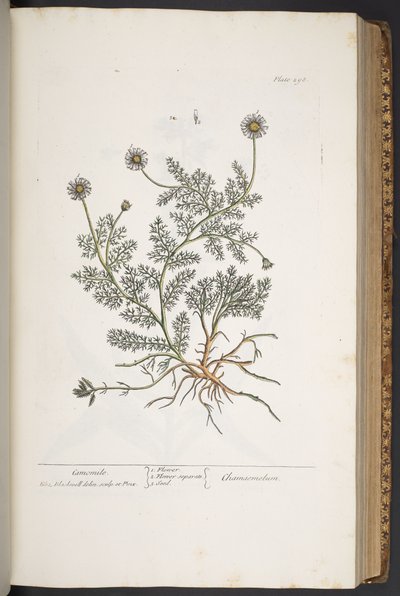 "Meraklı Bir Bitki"den 298 numaralı plaka by Elizabeth Blackwell