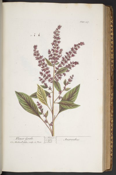Plaka 317, Çiçek Nazik veya Amaranthus, 