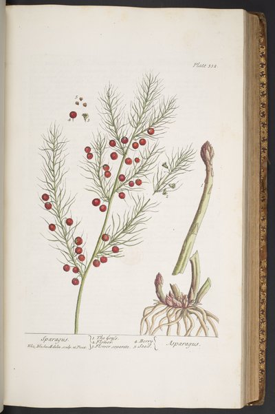 Plaka 332, Sparagus, 