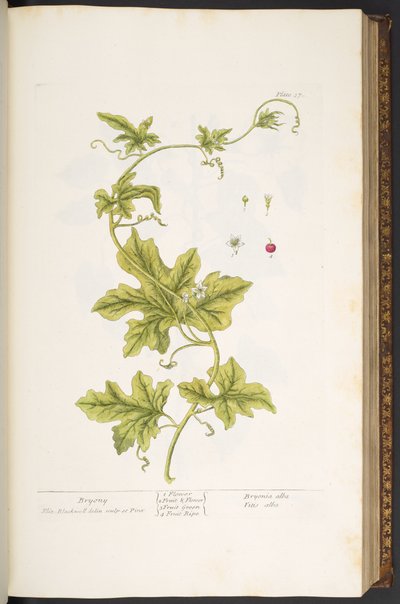 Plaka 37, Bryony, 