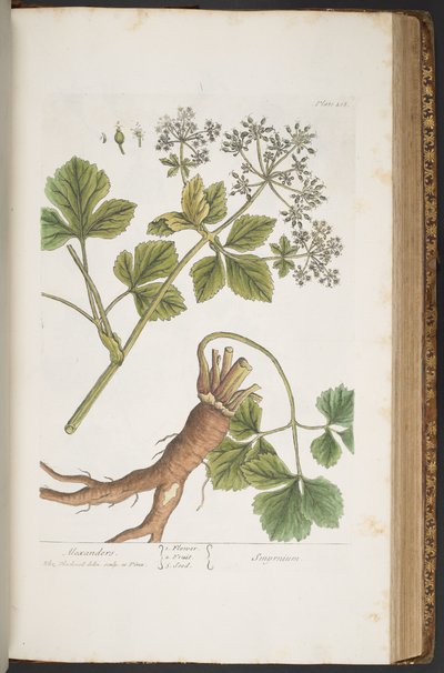 Levha 408, Alexanders, 