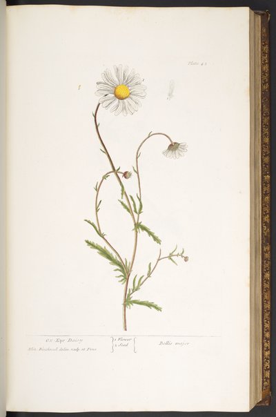 Plaka 42, Ox-Eye Daisy, 