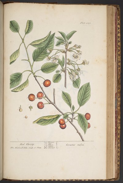 "Meraklı Bir Bitki"den 449 numaralı plaka by Elizabeth Blackwell