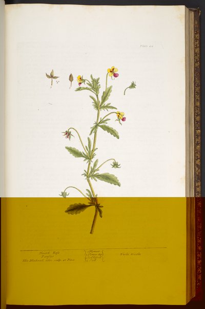 Plaka 44, Kalbin Kolaylığı Pansy, 
