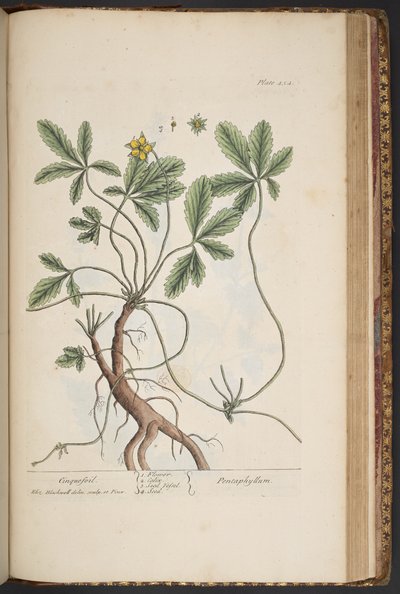 Levha 454, Cinquefoil, 