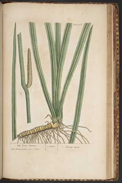 Plaka 466, "Meraklı Bir Bitki"den by Elizabeth Blackwell